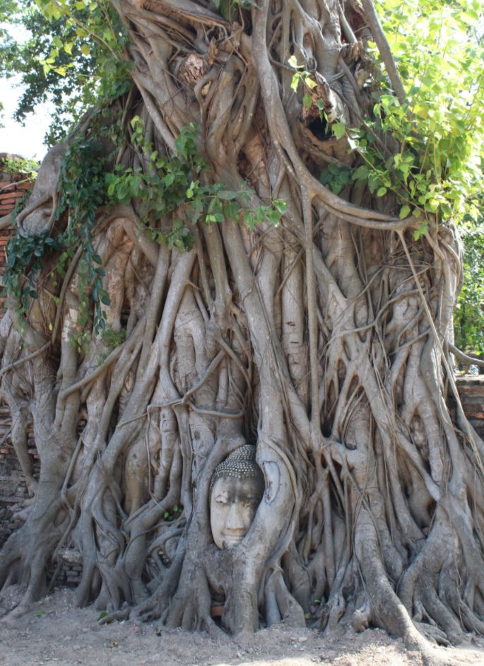 Cabeza del Buda en un árbol del Wat Phra Mahathat