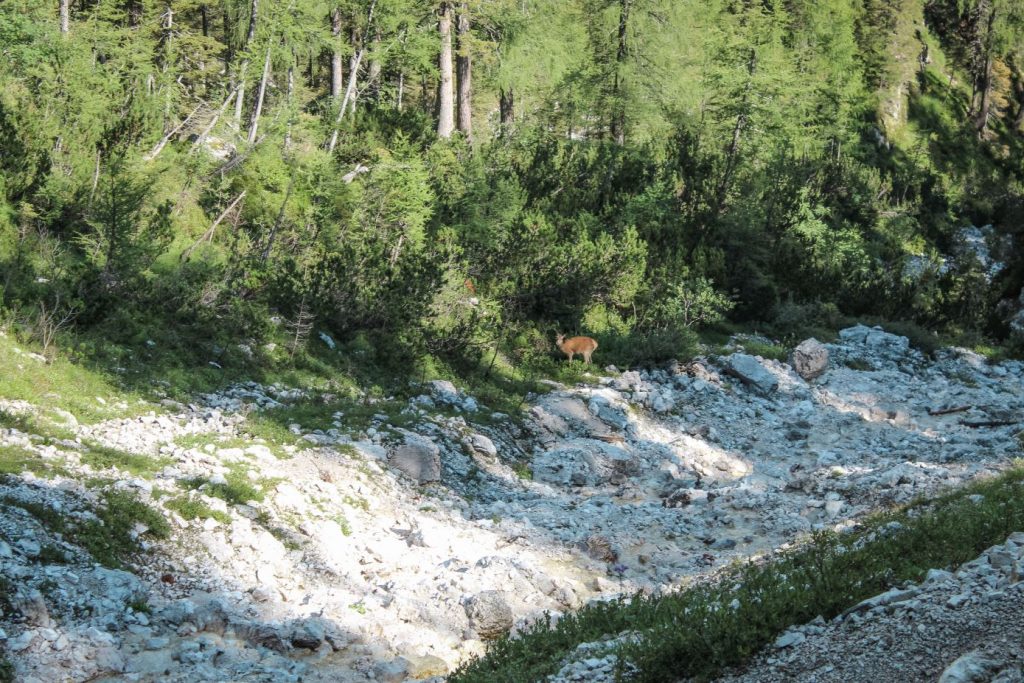 Ciervo cerca del sendero hacia el Lago Sorapis