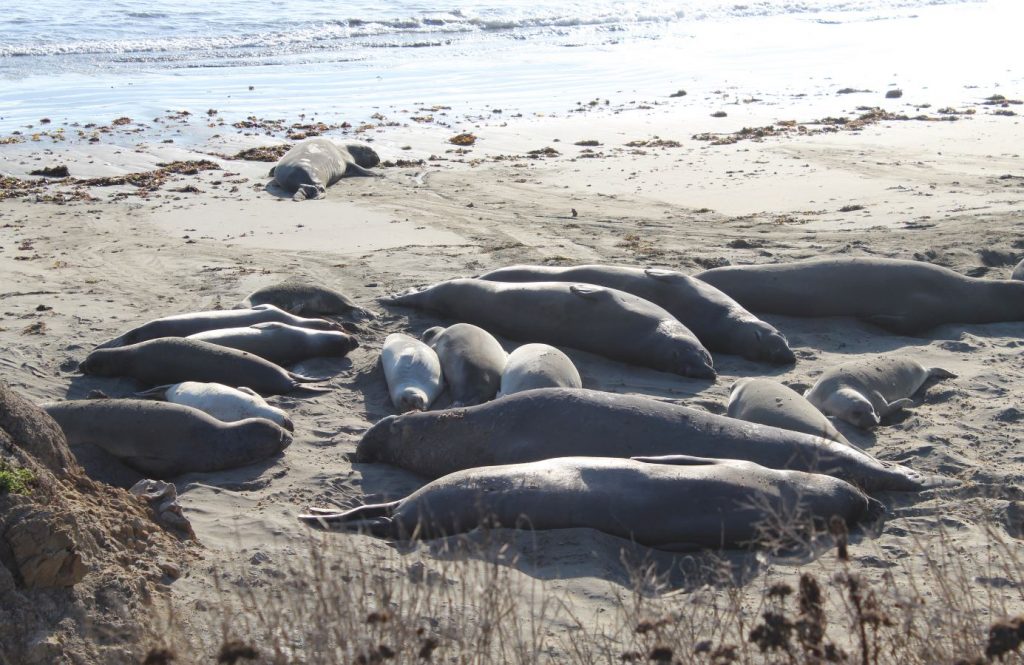 Piedras Blancas