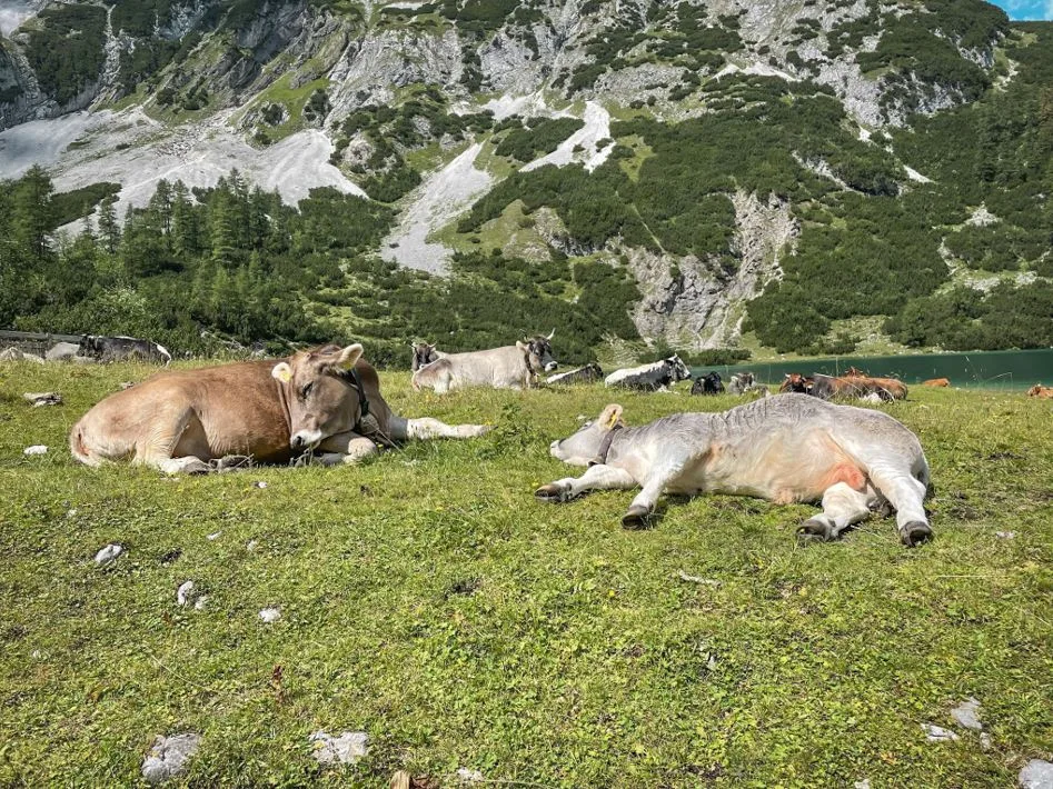 alpes austríacos